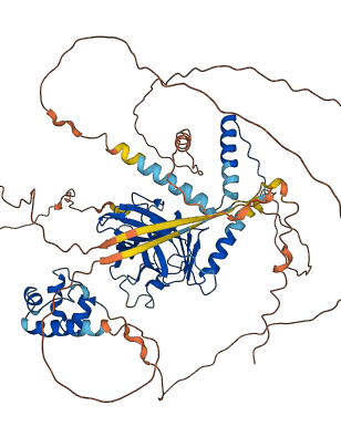 TP63 3D structure