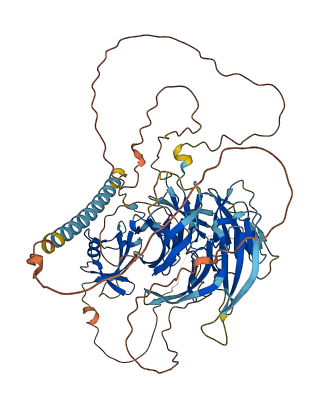 WDCP 3D structure