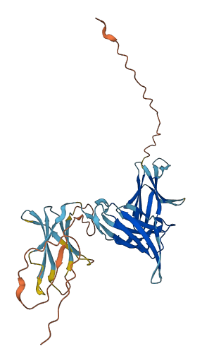 KIR3DX1 3D structure