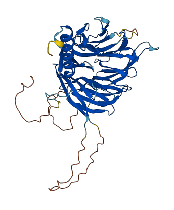 WDR41 3D structure