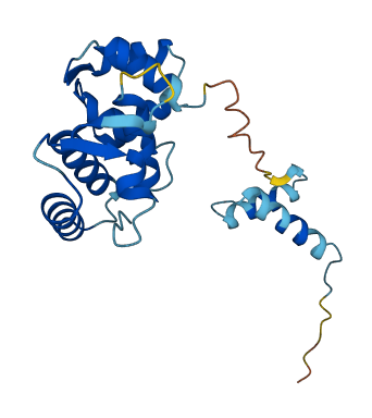 ROPN1 3D structure