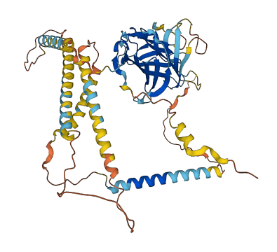 LMAN1L 3D structure