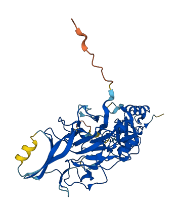 PELI2 3D structure