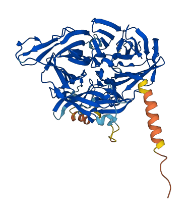 BCO1 3D structure