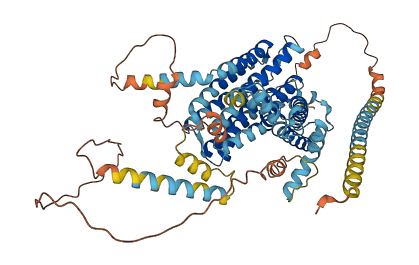 SLC24A3 3D structure