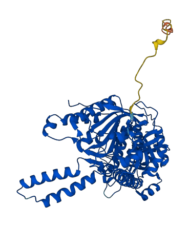 MCCC2 3D structure