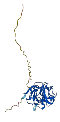 SDF2L1 3D structure