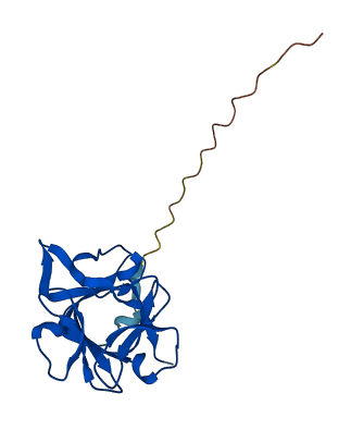 FGF22 3D structure