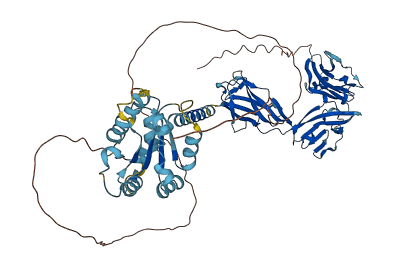 IL1RAPL2 3D structure