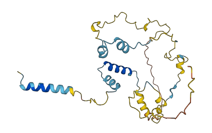 MYOZ2 3D structure