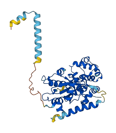 CHST11 3D structure