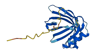 OBP2B 3D structure