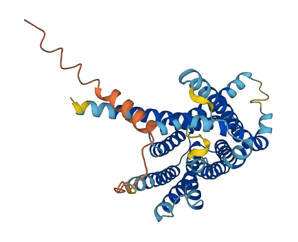 SLC35C2 3D structure
