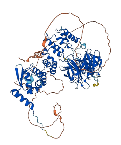 KLHL1 3D structure