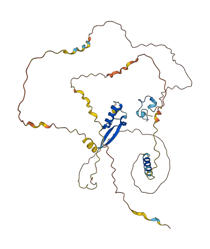 SLC2A4RG 3D structure