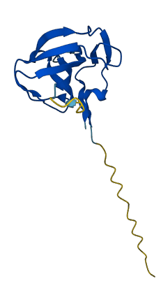 OTOR 3D structure