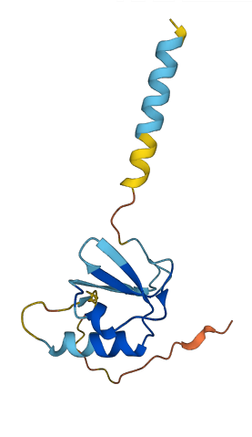 CCL28 3D structure
