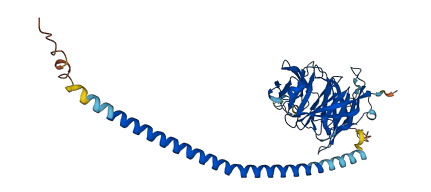 OLFML3 3D structure