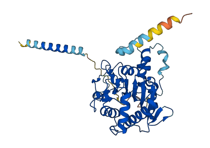 C1GALT1 3D structure