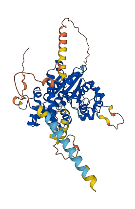 CHST7 3D structure