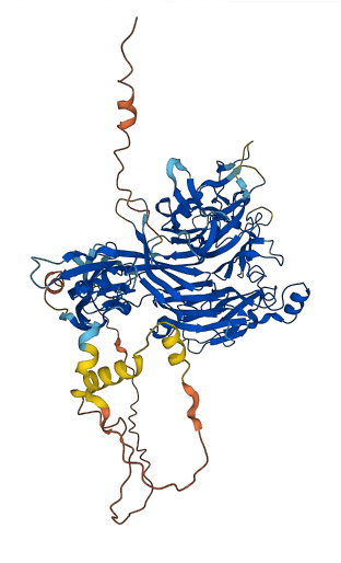 SEMA3G 3D structure