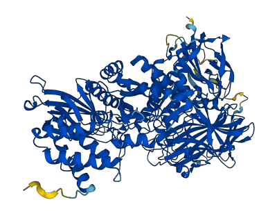 MAN2C1 3D structure