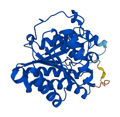 DECR2 3D structure