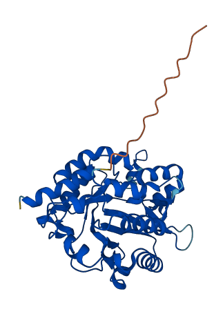 PLCXD1 3D structure