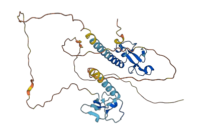 MBNL3 3D structure