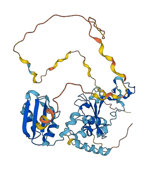 RBM22 3D structure