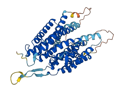 SLC52A1 3D structure