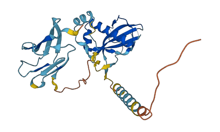 PIH1D1 3D structure