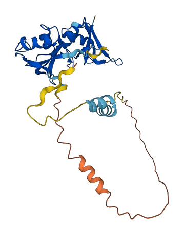 TRNAU1AP 3D structure