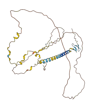 WBP1L 3D structure