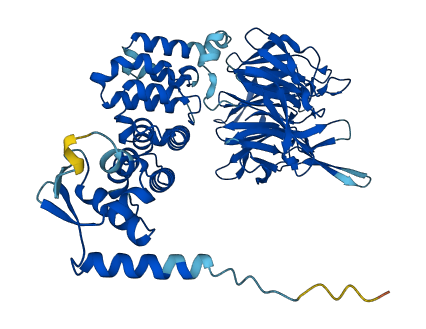 KLHL28 3D structure