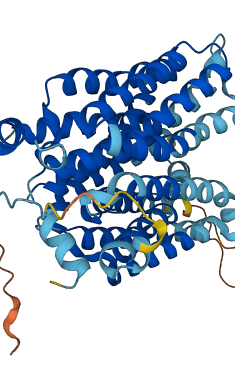 SLC2A8 3D structure