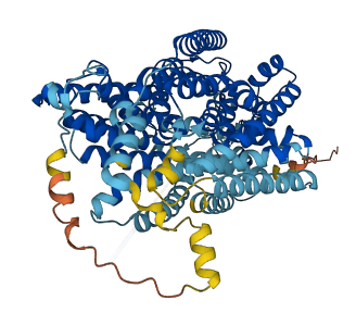 SLC5A4 3D structure