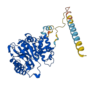 B3GNT2 3D structure