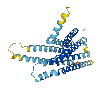 TAS2R8 3D structure