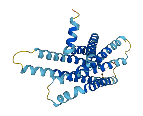 TAS2R4 3D structure