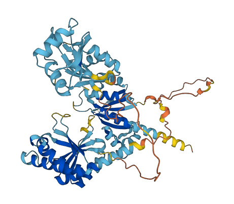 IGF2BP1 3D structure