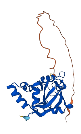 THYN1 3D structure