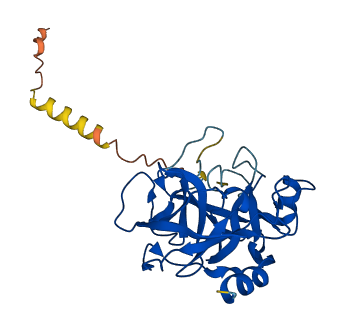 KLK14 3D structure