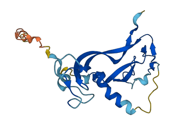 IL17C 3D structure