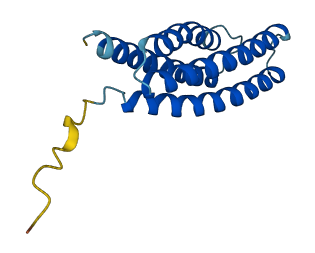 TMEM216 3D structure