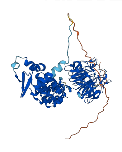 KLHL8 3D structure