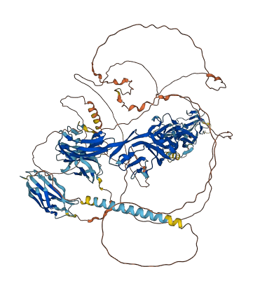 IGSF9 3D structure