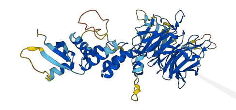 KLHL42 3D structure