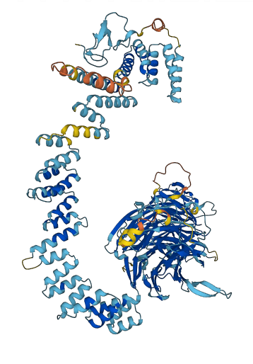 WDR35 3D structure