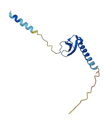 XCL2 3D structure
